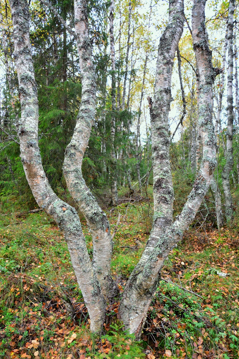 Auffallende Wuchsformen